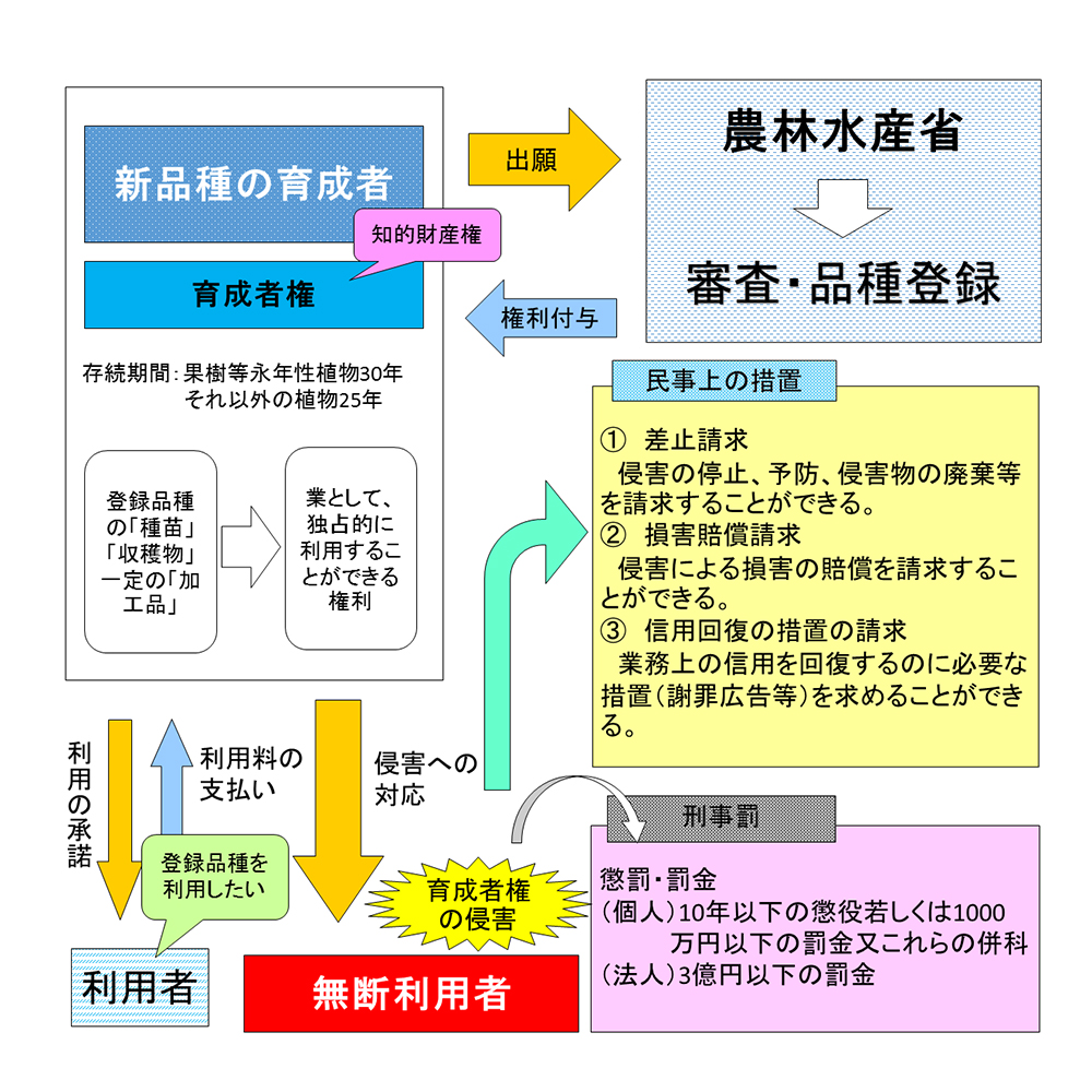 知っていますか 種苗法 品種登録制度と育成者権 行政情報 アグリくまもと