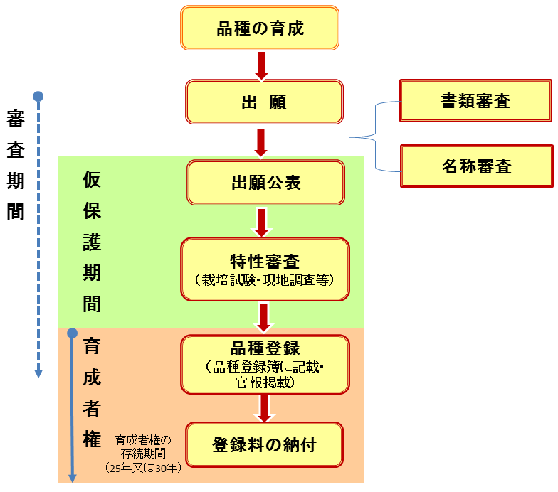 知っていますか 種苗法 品種登録制度と育成者権 行政情報 アグリくまもと