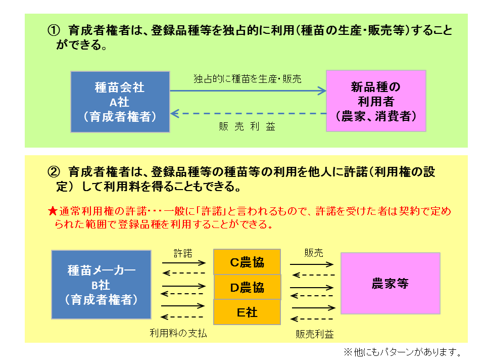 知っていますか 種苗法 品種登録制度と育成者権 行政情報 アグリくまもと