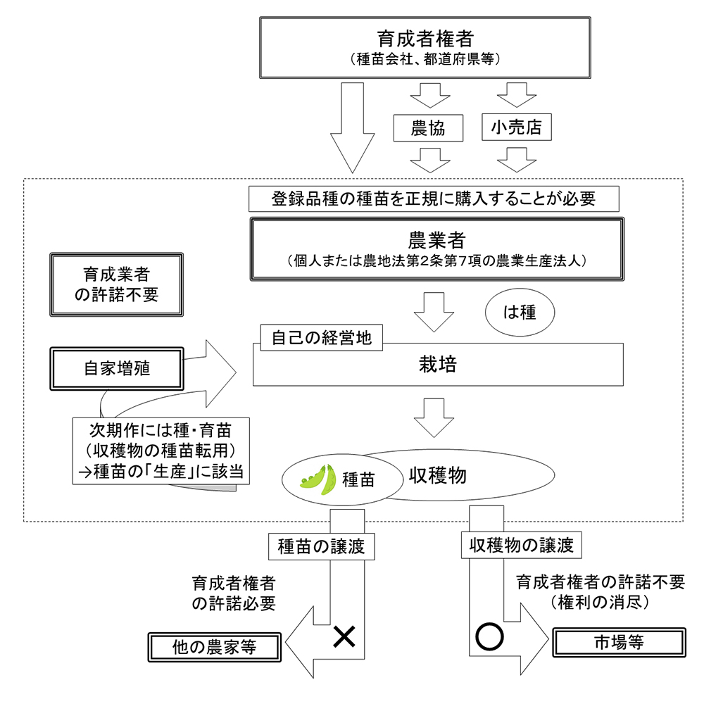 知っていますか 種苗法 品種登録制度と育成者権 行政情報 アグリくまもと