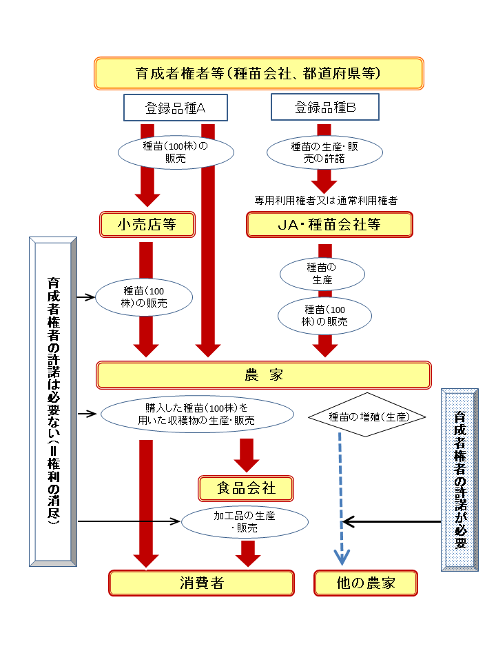 知っていますか 種苗法 品種登録制度と育成者権 行政情報 アグリくまもと